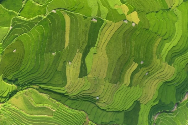 11 Days / 10 Nights -Sapa TuLe  MuCangChai MocChau PuLuong - photo 11